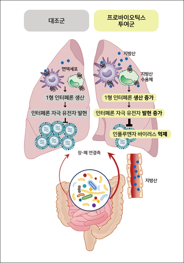 유산균은 인플루엔자 감염 시 폐 손상 완화